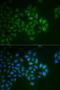 Synaptotagmin 1 antibody, LS-B12889, Lifespan Biosciences, Immunofluorescence image 