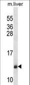 Protein transport protein Sec61 subunit beta antibody, LS-C168933, Lifespan Biosciences, Western Blot image 