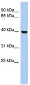 Stomatin Like 3 antibody, TA340408, Origene, Western Blot image 