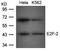 E2F Transcription Factor 2 antibody, orb43495, Biorbyt, Western Blot image 