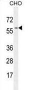 GTP Binding Protein 2 antibody, abx025638, Abbexa, Western Blot image 