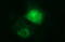 Arginase 2 antibody, M02244, Boster Biological Technology, Immunofluorescence image 