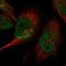 Lin-37 DREAM MuvB Core Complex Component antibody, HPA047809, Atlas Antibodies, Immunofluorescence image 