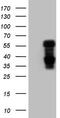 Nuclear Receptor Subfamily 1 Group D Member 2 antibody, TA806366S, Origene, Western Blot image 