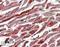 Prostaglandin-Endoperoxide Synthase 1 antibody, NB100-867, Novus Biologicals, Immunohistochemistry paraffin image 