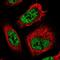 T-Complex 11 Like 2 antibody, NBP1-82694, Novus Biologicals, Immunofluorescence image 