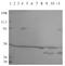 Phosphodiesterase 10A antibody, PA1-31145, Invitrogen Antibodies, Western Blot image 