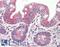 Pentatricopeptide Repeat Domain 2 antibody, LS-B10394, Lifespan Biosciences, Immunohistochemistry paraffin image 