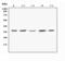 Frizzled Related Protein antibody, A03539-2, Boster Biological Technology, Western Blot image 