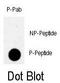 RAD9 Checkpoint Clamp Component A antibody, GTX50885, GeneTex, Dot Blot image 