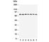 Autophagy Related 7 antibody, R31385, NSJ Bioreagents, Western Blot image 