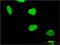 PAX Interacting Protein 1 antibody, H00022976-M02, Novus Biologicals, Immunocytochemistry image 