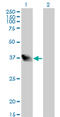 Leucine Zipper Transcription Factor Like 1 antibody, LS-C133767, Lifespan Biosciences, Western Blot image 