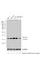Baculoviral IAP Repeat Containing 5 antibody, MA5-17035, Invitrogen Antibodies, Western Blot image 