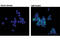 Spleen Associated Tyrosine Kinase antibody, 2710T, Cell Signaling Technology, Immunocytochemistry image 