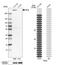 Fibrillin 2 antibody, NBP1-88169, Novus Biologicals, Western Blot image 