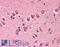 Mitotic Arrest Deficient 2 Like 1 antibody, LS-B389, Lifespan Biosciences, Immunohistochemistry frozen image 