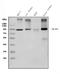 Minichromosome Maintenance Complex Component 5 antibody, M03642-2, Boster Biological Technology, Western Blot image 
