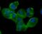 RAD51 Recombinase antibody, NBP2-75640, Novus Biologicals, Immunofluorescence image 
