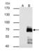 Paxillin antibody, PA5-34910, Invitrogen Antibodies, Immunoprecipitation image 