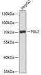 Fibrinogen Like 2 antibody, 15-185, ProSci, Western Blot image 