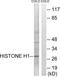 H1 Histone Family Member 0 antibody, LS-B7651, Lifespan Biosciences, Western Blot image 