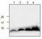 Interleukin 7 antibody, GTX29628, GeneTex, Western Blot image 