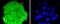 Heat Shock Protein Family A (Hsp70) Member 4 antibody, NBP2-67817, Novus Biologicals, Immunocytochemistry image 