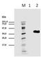 CD247 Molecule antibody, NBP2-37709, Novus Biologicals, Western Blot image 