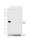Aldehyde Dehydrogenase 1 Family Member A1 antibody, 702728, Invitrogen Antibodies, Western Blot image 