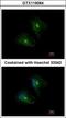 Protein Tyrosine Phosphatase Receptor Type H antibody, GTX119064, GeneTex, Immunocytochemistry image 