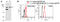 Tet Methylcytosine Dioxygenase 3 antibody, M1092-4a , Abiocode, Western Blot image 