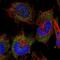 Alanyl-TRNA Synthetase antibody, NBP2-58166, Novus Biologicals, Immunofluorescence image 