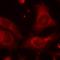 Choriogonadotropin subunit beta antibody, orb213727, Biorbyt, Immunofluorescence image 