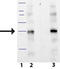 Kallikrein Related Peptidase 8 antibody, ADI-905-1005-0100, Enzo Life Sciences, Western Blot image 