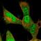CRBP1 antibody, NBP2-33862, Novus Biologicals, Immunofluorescence image 
