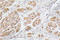 Gonadotropin Releasing Hormone 1 antibody, LS-C199871, Lifespan Biosciences, Immunohistochemistry frozen image 