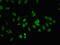 Aly/REF Export Factor antibody, LS-C671690, Lifespan Biosciences, Immunofluorescence image 