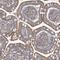 Tripartite Motif Containing 60 antibody, HPA035810, Atlas Antibodies, Immunohistochemistry frozen image 