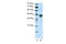 Cytosolic Iron-Sulfur Assembly Component 1 antibody, 28-883, ProSci, Enzyme Linked Immunosorbent Assay image 