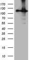 HECT Domain And Ankyrin Repeat Containing E3 Ubiquitin Protein Ligase 1 antibody, LS-C795254, Lifespan Biosciences, Western Blot image 