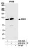 hMSH2 antibody, A300-451A, Bethyl Labs, Immunoprecipitation image 