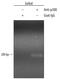 E1A Binding Protein P300 antibody, AF3789, R&D Systems, Chromatin Immunoprecipitation image 