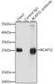 B Cell Receptor Associated Protein 31 antibody, GTX65823, GeneTex, Immunoprecipitation image 