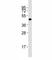 POU Class 5 Homeobox 1 antibody, F53327-0.4ML, NSJ Bioreagents, Western Blot image 