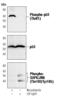 p53 antibody, PA5-17545, Invitrogen Antibodies, Western Blot image 