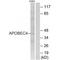 Apolipoprotein B MRNA Editing Enzyme Catalytic Polypeptide Like 4 antibody, A14067, Boster Biological Technology, Western Blot image 