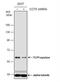 Chaperonin Containing TCP1 Subunit 5 antibody, NBP2-43680, Novus Biologicals, Western Blot image 