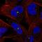 Centrin 3 antibody, HPA063704, Atlas Antibodies, Immunofluorescence image 