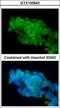 CD36 Molecule antibody, GTX100642, GeneTex, Immunofluorescence image 